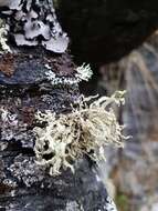 Imagem de Ramalina polymorpha (Lilj.) Ach.