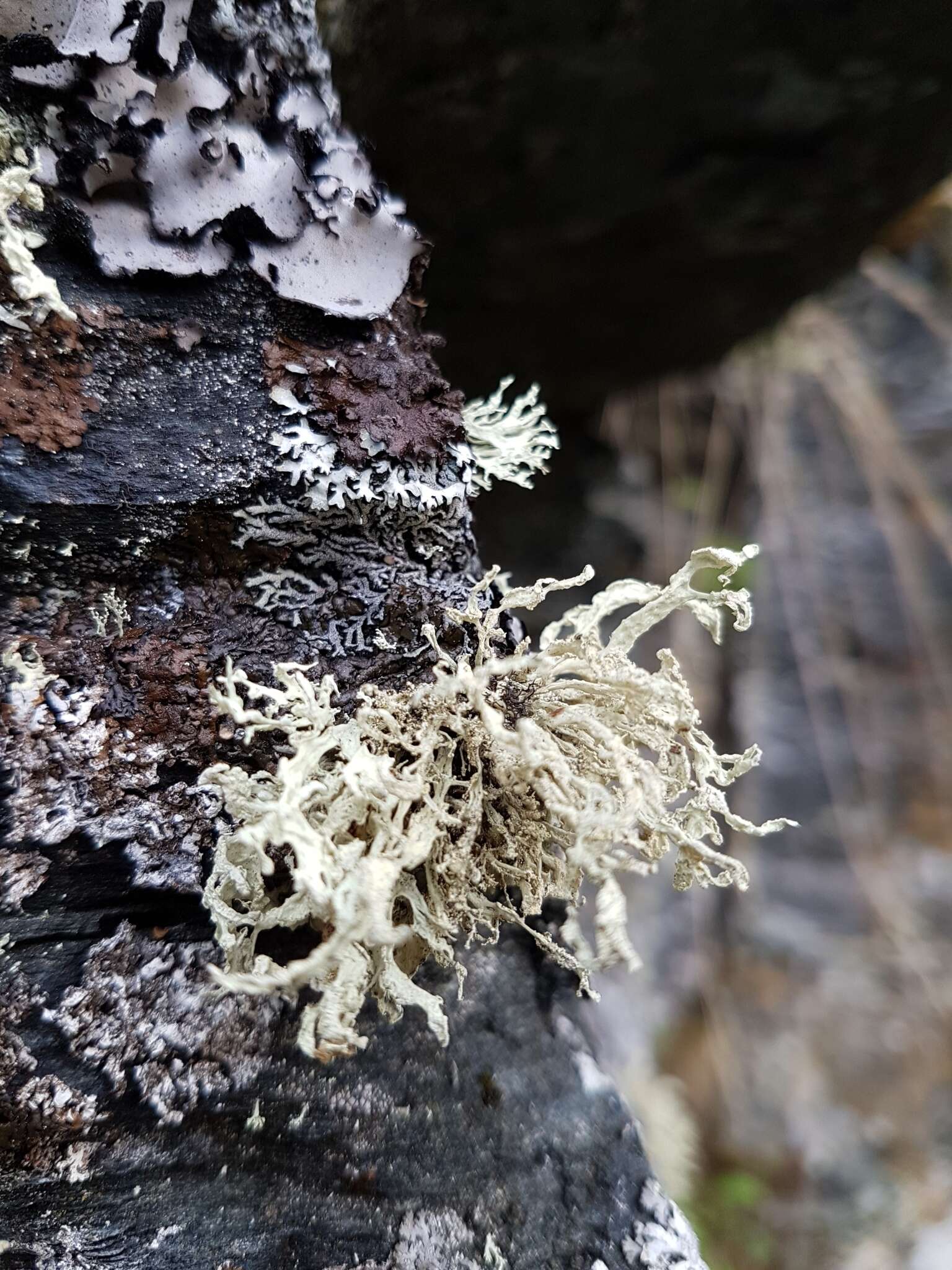 Imagem de Ramalina polymorpha (Lilj.) Ach.