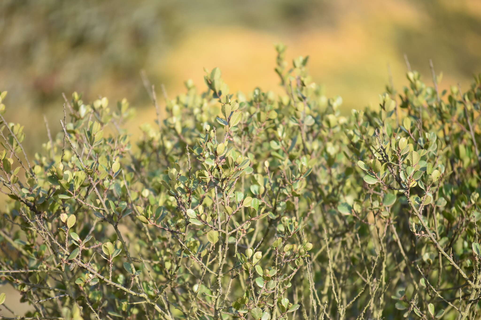 Imagem de Endotropis crocea subsp. insula (Kellogg) Hauenschild