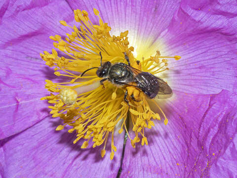 Lasioglossum chalcodes (Brullé 1840) resmi