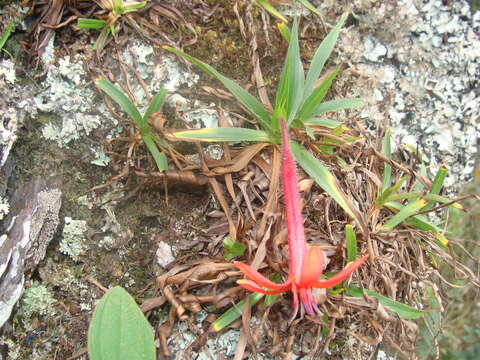 Image of Barbacenia luzulifolia Mart. ex Schult. & Schult. fil.