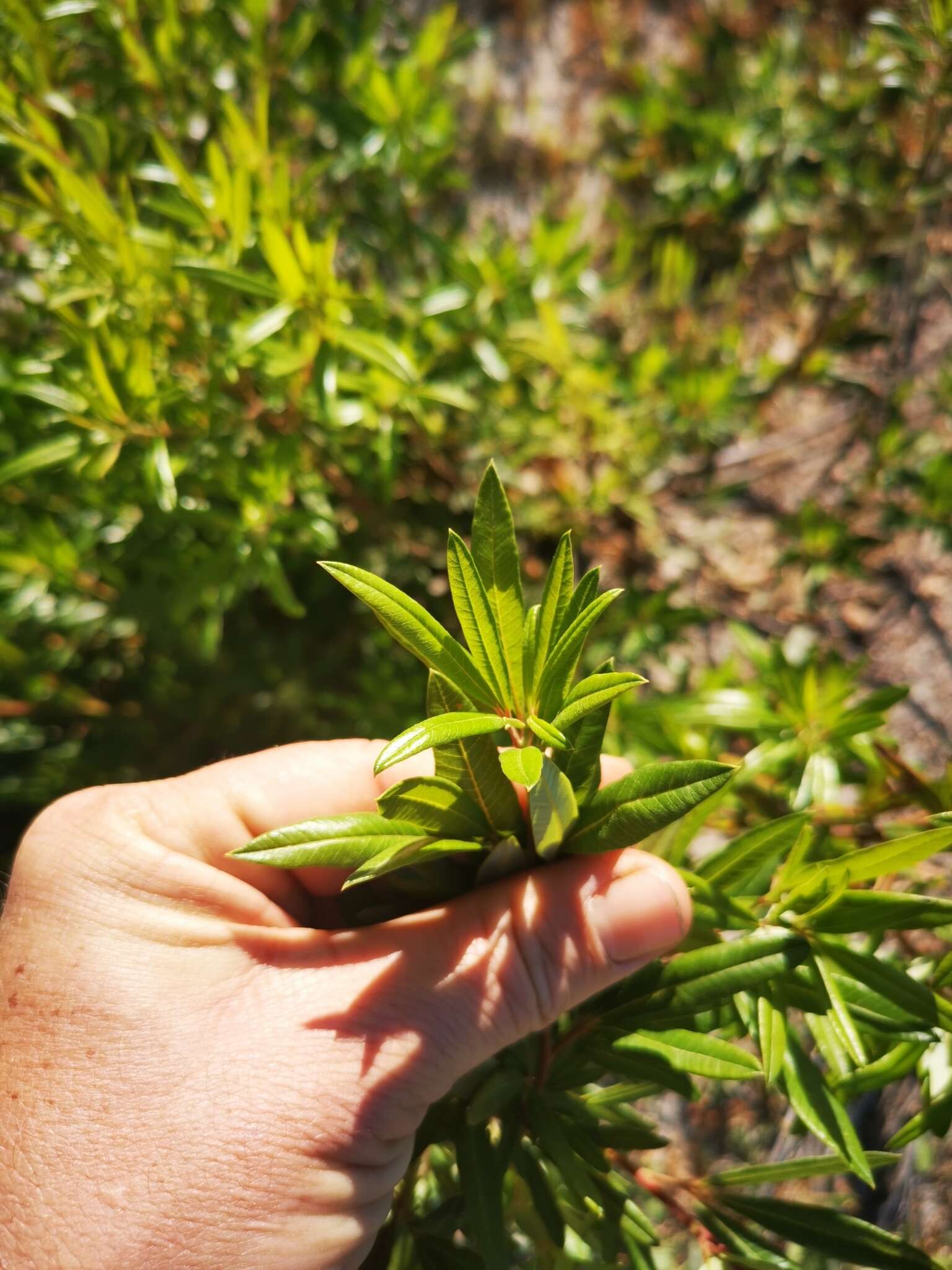 Слика од Searsia angustifolia (L.) F. A. Barkley