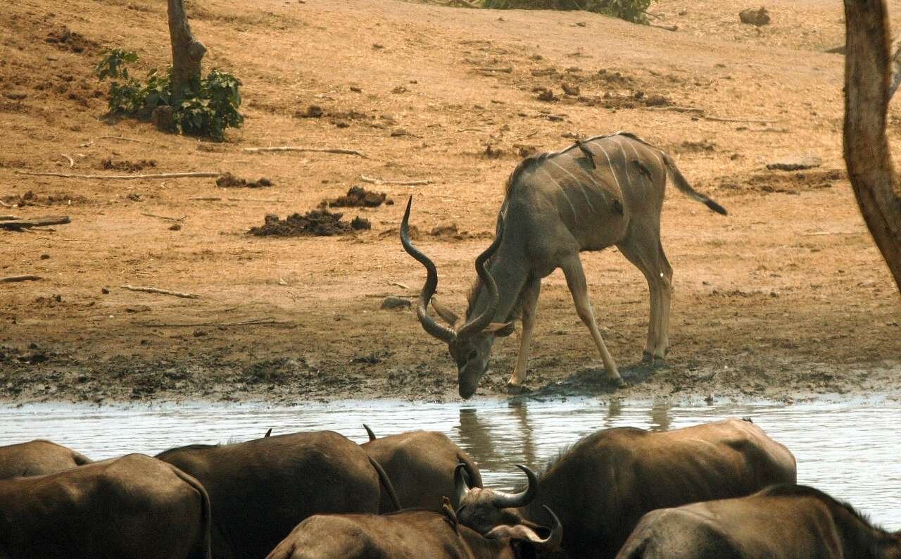 Image of Greater Kudu