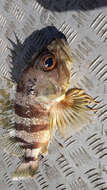 Image of Red gurnard perch