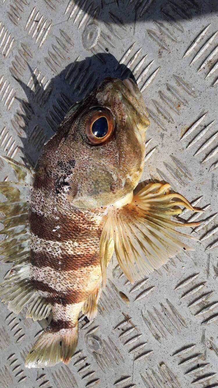 Image of Red gurnard perch