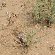 Trichostema ovatum Curran resmi