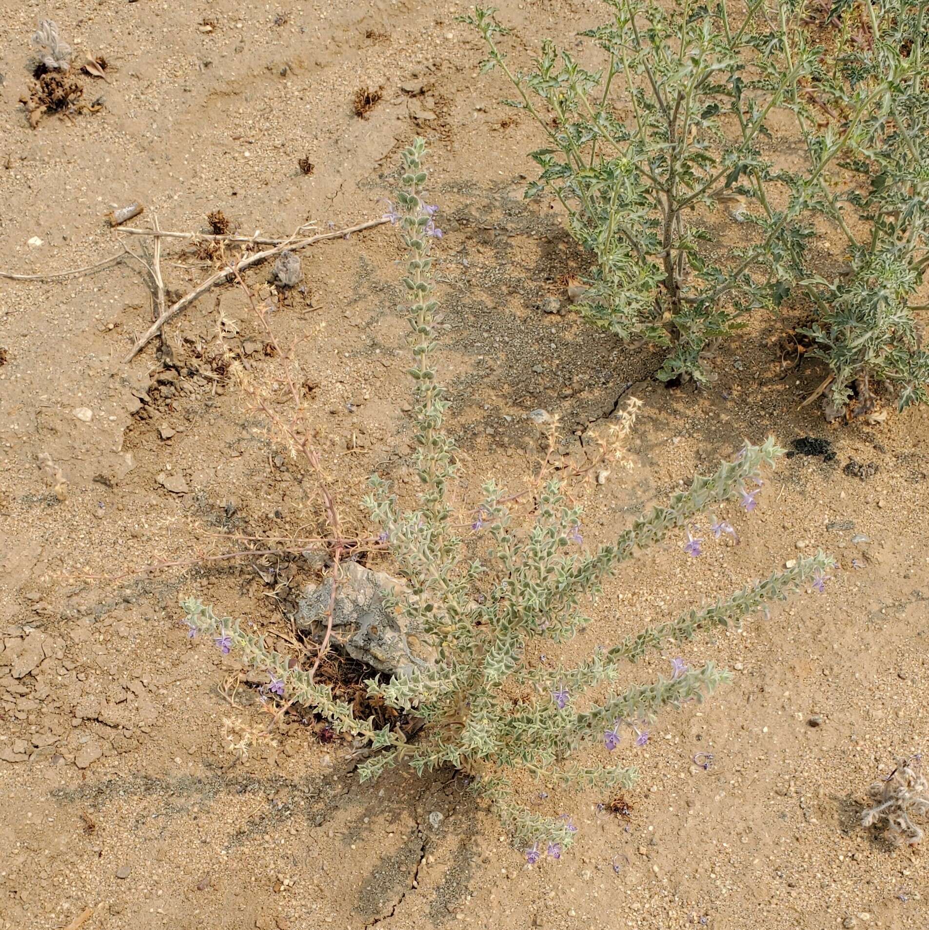 Trichostema ovatum Curran resmi