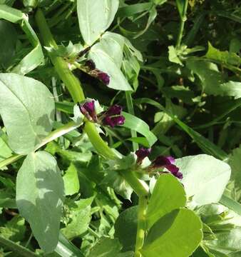 Imagem de Vicia narbonensis L.