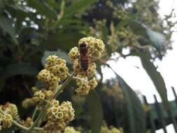 Image of Buddleja bullata Kunth