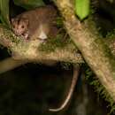 Image of Cinereous Ringtail