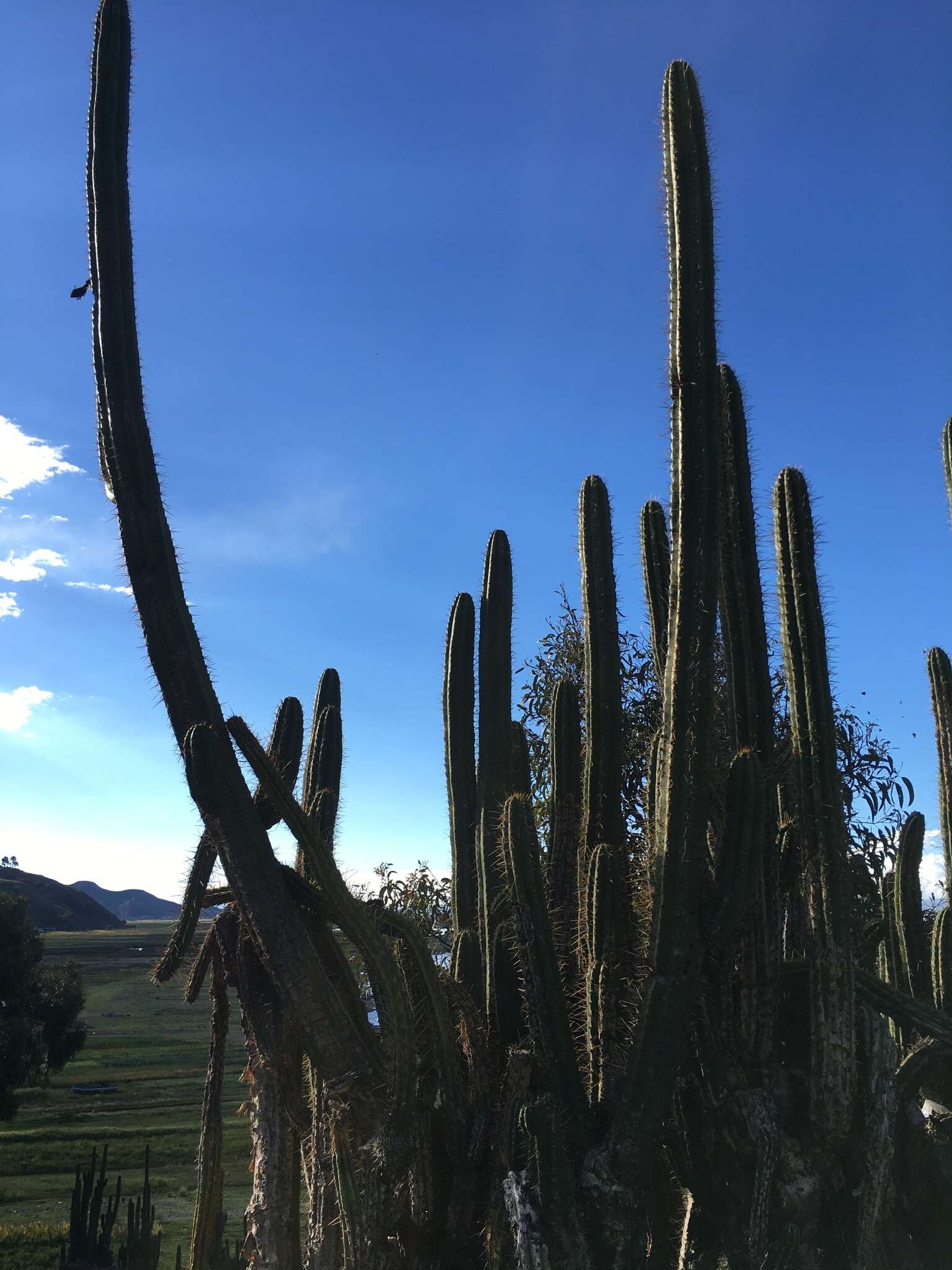 Image de Trichocereus macrogonus var. pachanoi