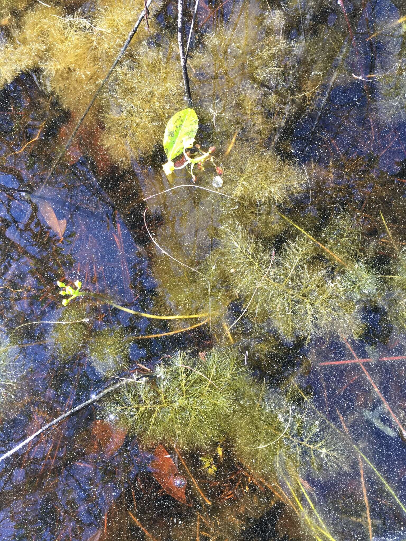 Utricularia foliosa L. resmi