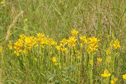 Слика од Genista sagittalis L.