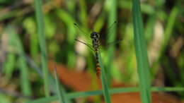 Image of Nannophya australis Brauer 1865