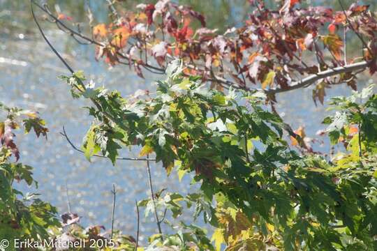 Imagem de Acer saccharinum L.