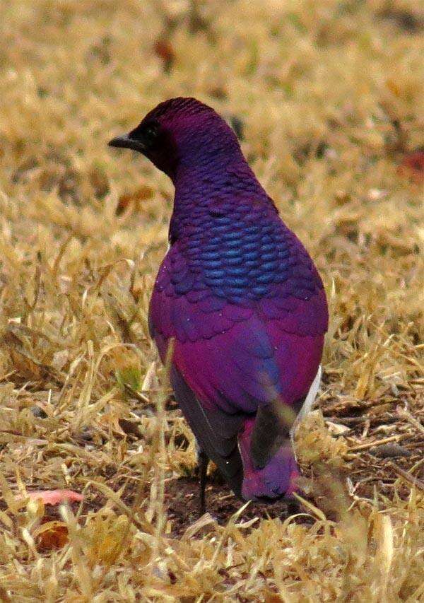 Cinnyricinclus leucogaster verreauxi (Finsch & Hartlaub 1870)的圖片