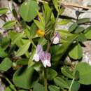 Image of Vicia cuspidata Boiss.