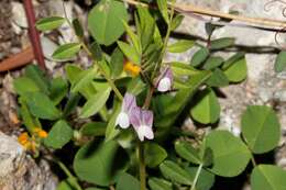 Image of Vicia cuspidata Boiss.