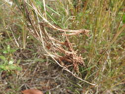 صورة Bothriochloa decipiens (Hack.) C. E. Hubb.