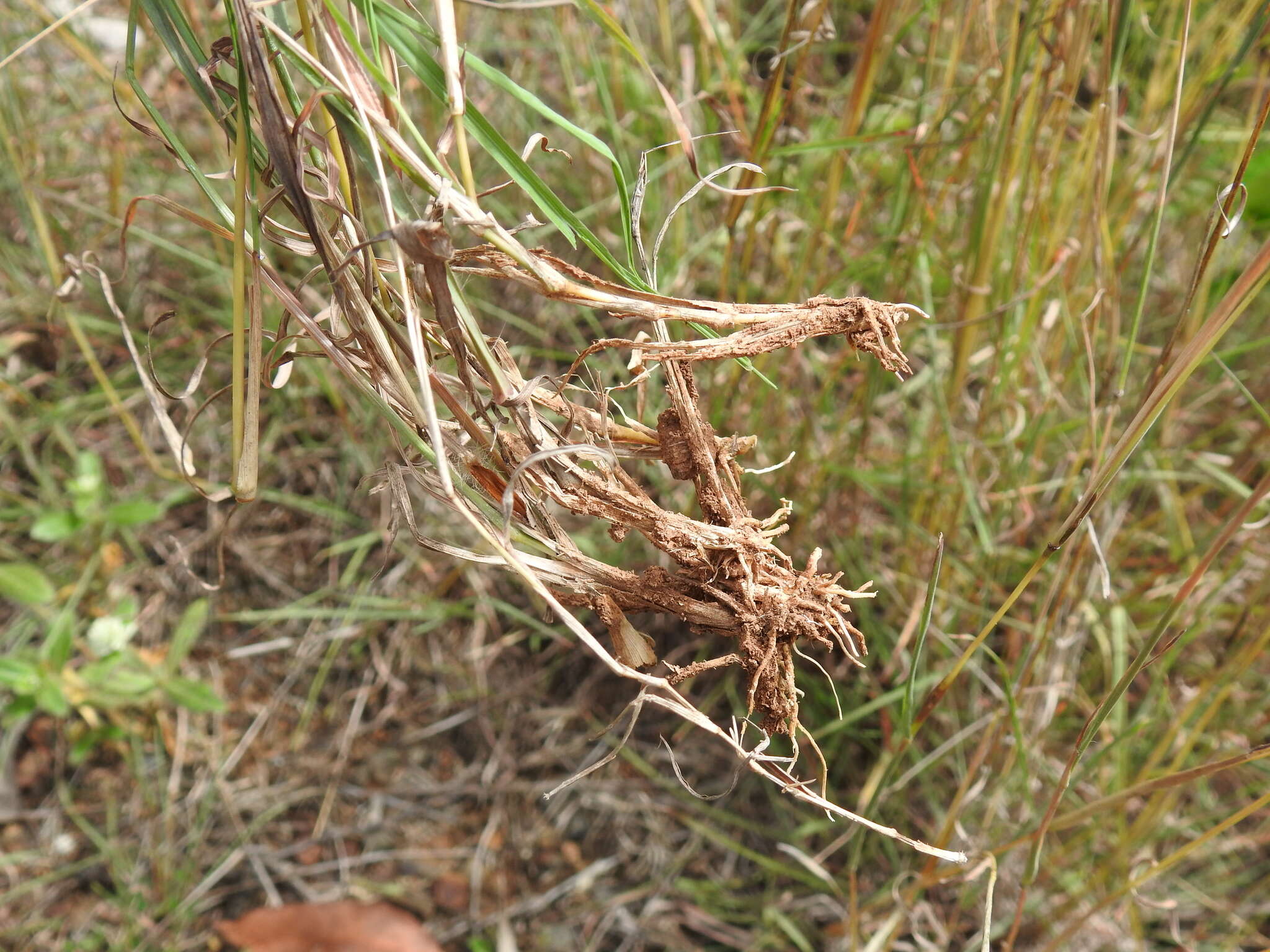 صورة Bothriochloa decipiens (Hack.) C. E. Hubb.