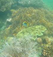 Image of Spot-tail Butterfly Fish