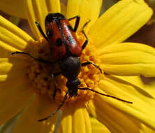 Image of Judolia scapularis (Van Dyke 1920)