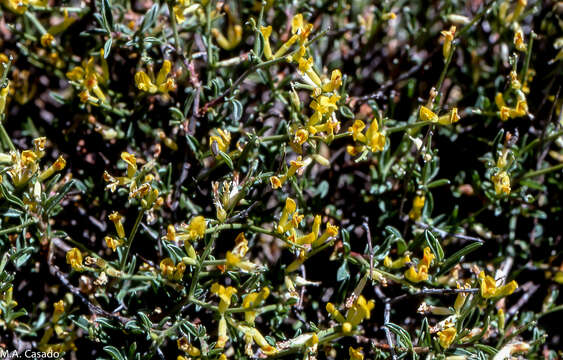 Image of Anthyllis hermanniae subsp. corsica