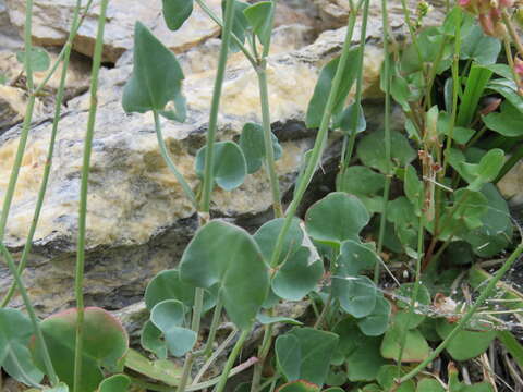 Rumex scutatus L. resmi