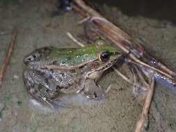 صورة Pelophylax porosus (Cope 1868)