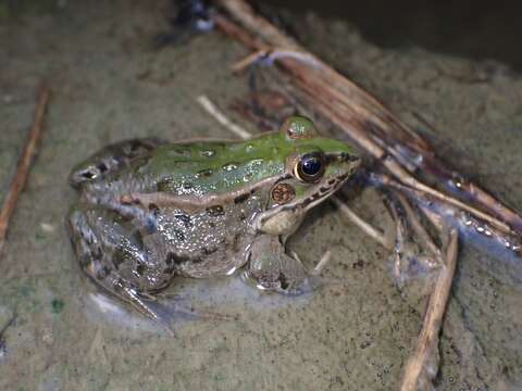 Image of Daruma Pond Frog (rana Porosa Brevipoda)