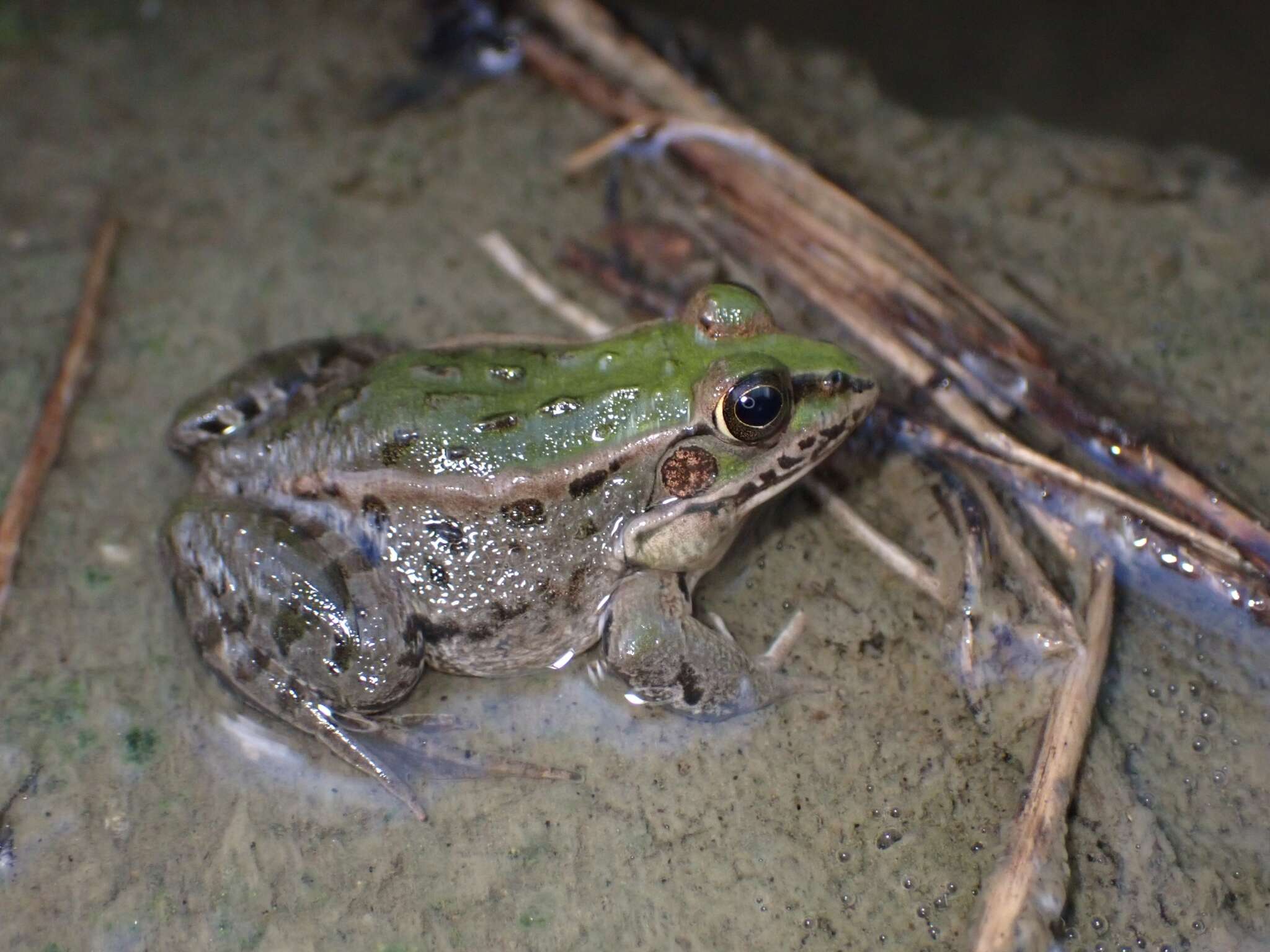 Image de Pelophylax porosus (Cope 1868)