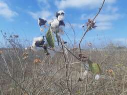 Image of Sea Island Cotton