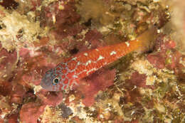 Image of Lantana dwarfgoby