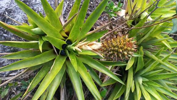 Image of Aechmea ornata (Gaudich.) Baker