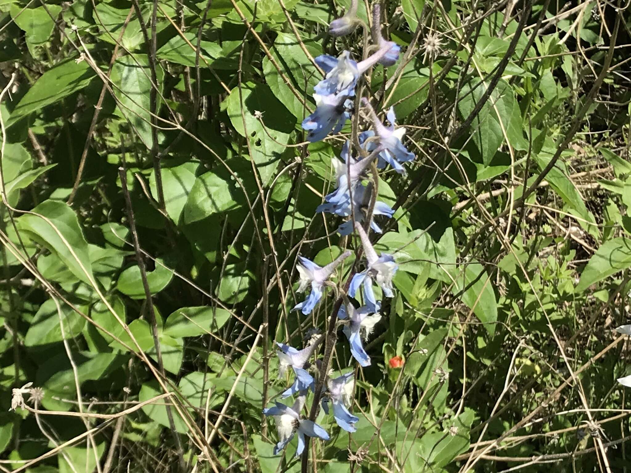 Image of Carolina larkspur