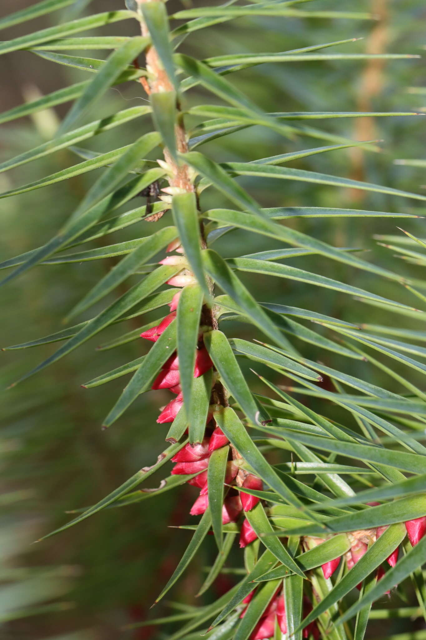 Imagem de Melichrus erubescens A. Cunn. ex DC.