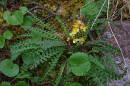 Image of Oeder's lousewort