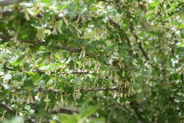 Image of trumpet gooseberry