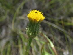 Plancia ëd Senecio asperulus DC.