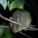 Image of rufous-nosed rat