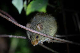 Oenomys hypoxanthus (Pucheran 1855) resmi