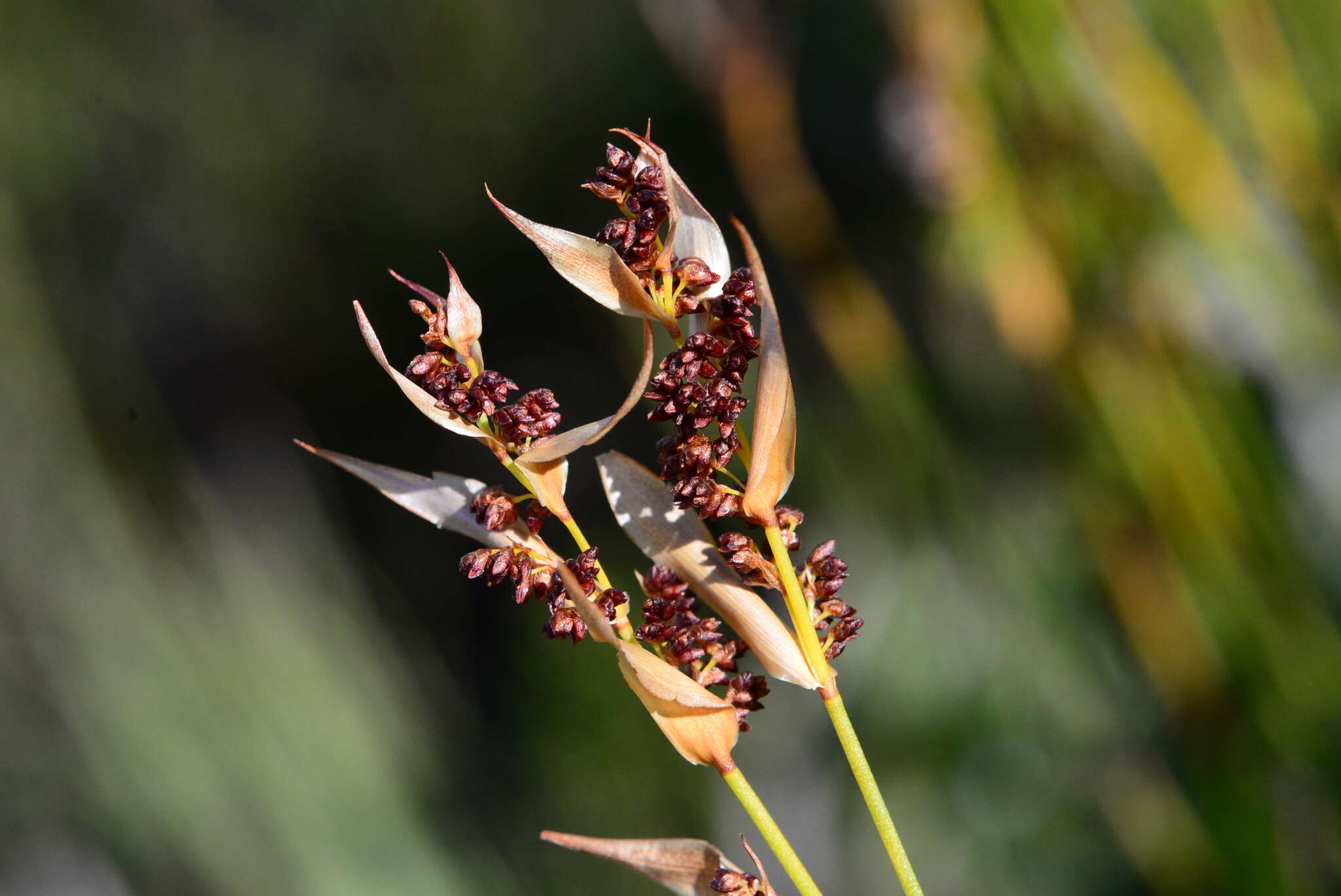 Image of Elegia juncea L.