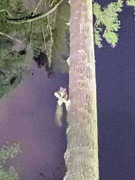 Image of Japanese Giant Flying Squirrel