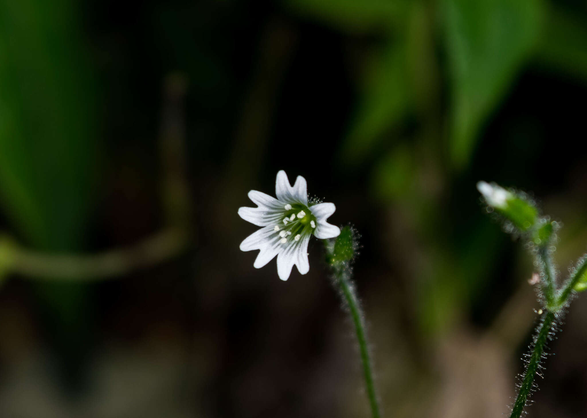 Image of Texas chickweed