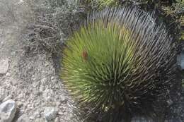 Agave striata subsp. striata resmi