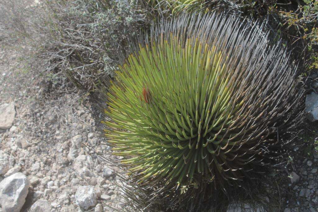 صورة Agave striata subsp. striata