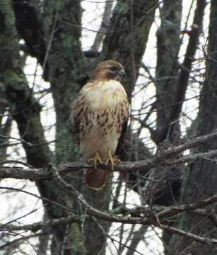 Image of Eastern Red-tailed Hawk