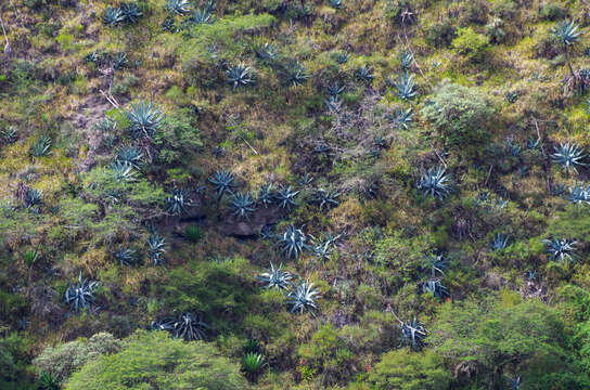 Image of American century plant