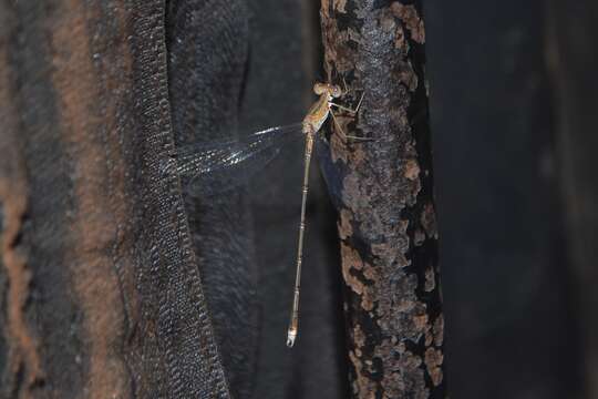 Imagem de Lestes elatus Hagen ex Selys 1862