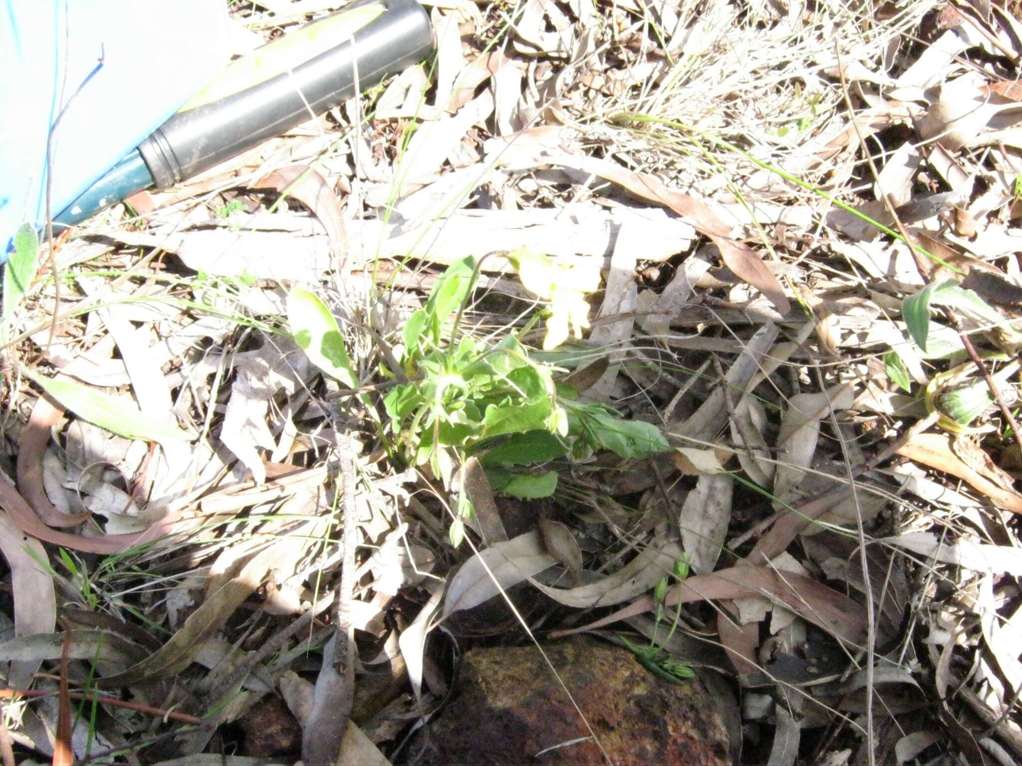 Image of Goodenia paradoxa